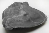 Wide, Enrolled Isotelus Trilobite - Mt Orab, Ohio #216686-2